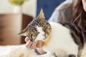 Dzień Kota: 5 faktów o kotach, które mogą cię zaskoczyć